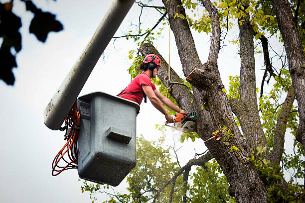 Best Affordable Tree Service  in Coweta, OK